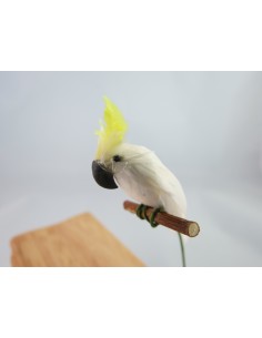 Cacatúa